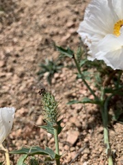 Argemone polyanthemos