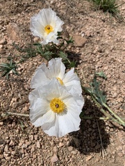 Argemone polyanthemos