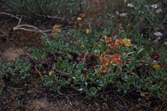 Eriogonum umbellatum modocense