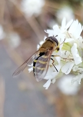 Syrphus ribesii