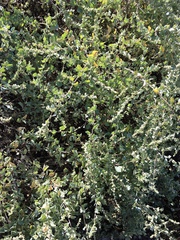 Atriplex nummularia