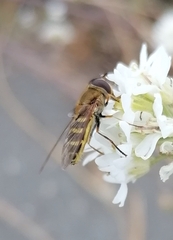 Syrphus ribesii