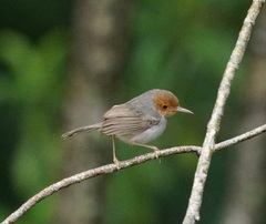 Orthotomus ruficeps