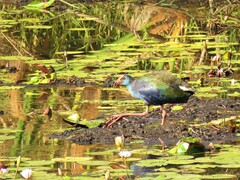Porphyrio madagascariensis