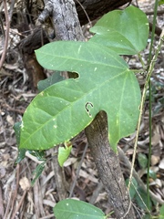 Passiflora pallida