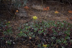 Eriogonum umbellatum modocense