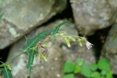 Cirsium tenuipedunculatum