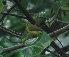 Anthreptes malacensis