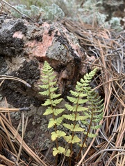 Woodsia oregana