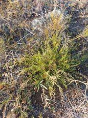Oxytropis squammulosa