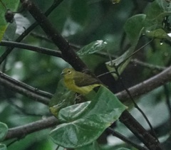 Anthreptes malacensis