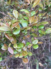 Diospyros humilis