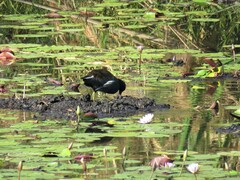 Gallinula chloropus meridionalis