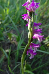 Spiranthes australis