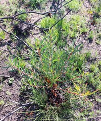 Leucadendron salignum