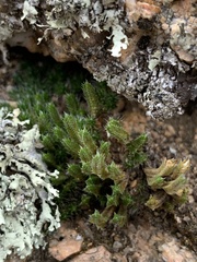 Selaginella densa
