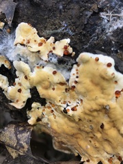 Stereum gausapatum