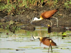 Actophilornis africanus