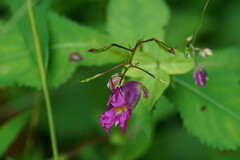 Impatiens textorii