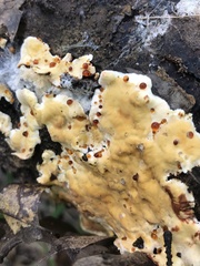 Stereum gausapatum