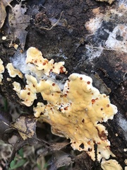 Stereum gausapatum