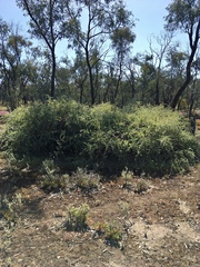 Atriplex nummularia