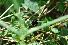 Neurothemis tullia