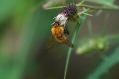 Bombus diversus