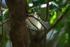 Polyura nepenthes