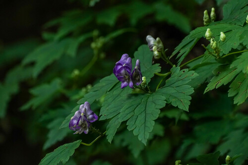 Aconitum japonicum, photograph 3