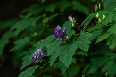 (c) WATANABE Hitoshi 渡辺仁, some rights reserved (CC BY) Aconitum japonicum, photograph (c) WATANABE Hitoshi 渡辺仁, some rights reserved (CC BY)