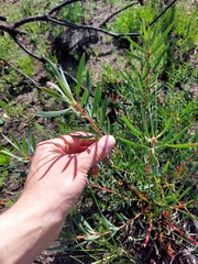 Leucadendron salignum