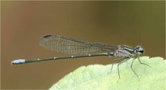 Argia ulmeca