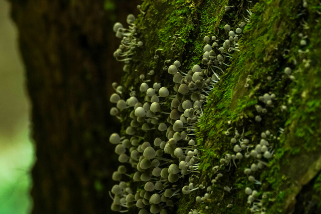 Coprinellus disseminatus · September 2022 · photo: © tbc_watanabe (iNaturalist, cc-by)
