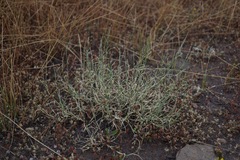 Muhlenbergia richardsonis