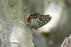 Hestina assimilis