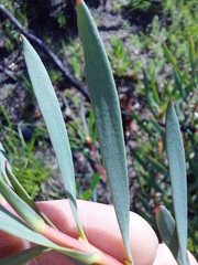 Leucadendron salignum