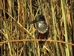 Megaceryle maxima maxima