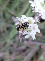 Helophilus pendulus