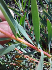 Leucadendron salignum