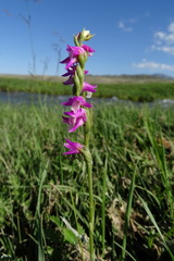 Spiranthes australis