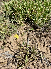 Goodenia fascicularis