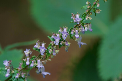 Isodon umbrosus, photograph 2
