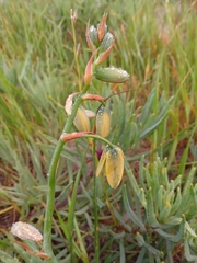 Albuca cooperi
