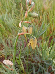 Albuca cooperi