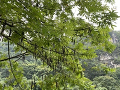 Pterocarya