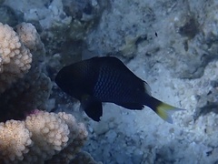 Dascyllus flavicaudus