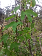 Passiflora subpeltata