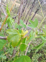 Passiflora subpeltata