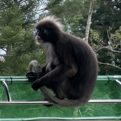 Trachypithecus obscurus